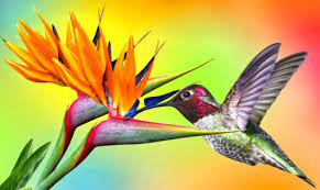 Kinds of Birds Jigsaw Puzzle