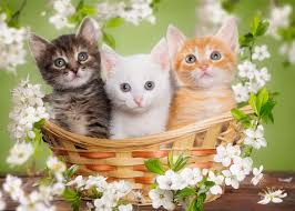 Desenhos de Kittens in a Flower Basket Jigsaw Puzzle para colorir