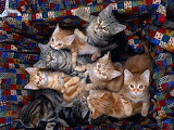 Kittens Jigsaw Puzzle 3