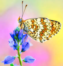 Knapweed Fritillary Butterfly Jigsaw Puzzle