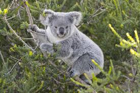 Koala Wildlife Jigsaw Puzzle