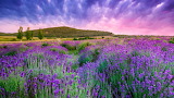 Lavender Wildflowers Field Jigsaw Puzzle