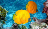 Lemon Butterflyfish Jigsaw Puzzle
