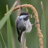 Little Bird Foraging Jigsaw Puzzle