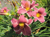 Hemerocallis Little Missy Flower Jigsaw Puzzle