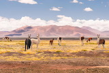 Llamas in Atacama Desert Jigsaw Puzzle