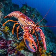 Lobster Underwater Jigsaw Puzzle