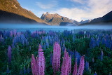 Lupines Flower in the Fiordland Valley Jigsaw Puzzle
