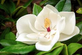 Magnolia Flower Jigsaw Puzzle