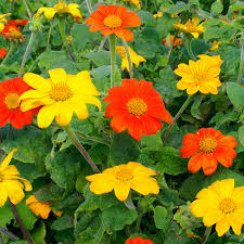 Mexican Sunflower Jigsaw Puzzle