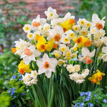 Mix Daffodils Flower Jigsaw Puzzle