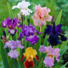 Mixture Iris Flowers Jigsaw Puzzle