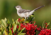 Mockingbird with toyon berries Jigsaw Puzzle