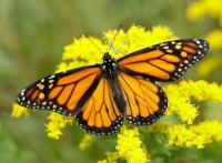 Monarch Butterfly and Canada Goldenrod Jigsaw Puzzle