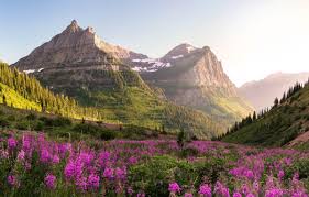 Montana Wildflowers Jigsaw puzzle