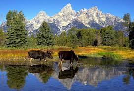 Moose in Grand Teton National Park Puzzles Jigsaw