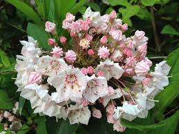 Mountain Laurel Flower Jigsaw Puzzle