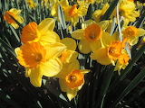 Narcis Flower Jigsaw Puzzle