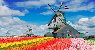 Netherlands Windmill over Tulip Fields Jigsaw Puzzle