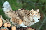 Desenhos de Norwegian Forest Cat Jigsaw Puzzle para colorir