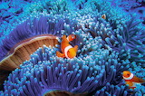 Orange Clownfish Hide Jigsaw Puzzle