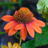 Desenhos de Orange Coneflower Jigsaw Puzzle para colorir