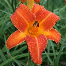 Orange Daylily Flower Jigsaw Puzzle