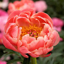 Desenhos de Orange Peony Flower Jigsaw Puzzle para colorir