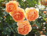 Orange Roses David Austin Jigsaw Puzzle