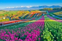 Desenhos de Panoramic Flower Gardens Jigsaw Puzzle para colorir