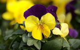 Pansies Flower Jigsaw Puzzle