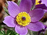 Pasque Flower Jigsaw Puzzles