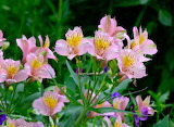 Peruvian Lily Flower Jigsaw Puzzle