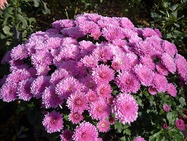 Pink Crizanteme Flower Jigsaw Puzzle