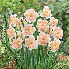Pink Daffodils Flower Jigsaw Puzzle