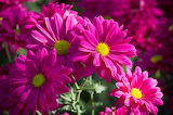 Pink Daisy Flowers Jigsaw Puzzle