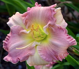 Pink Daylily Flower Jigsaw Puzzle
