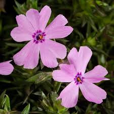 Pink Phlox Flower Jigsaw Puzzle