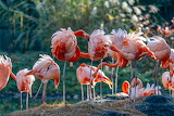 Pinkie Flamingos Jigsaw Puzzle