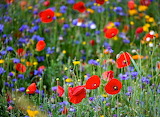 Poppy Field Jigsaw Puzzle