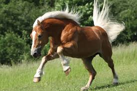 Pretty Haflinger Horse Jigsaw Puzzle