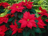 Pretty Poinsettia Flower Jigsaw Puzzle