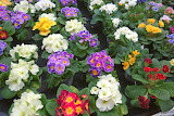 Primula Vulgaris Jigsaw Puzzle