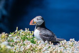 Puffin Bird Jigsaw Puzzle 2