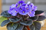 Desenhos de Purple African Violet Jigsaw Puzzle para colorir