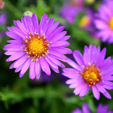 Purple Aster Flower Jigsaw Puzzle