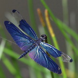 Purple Blue Dragonfly Jigsaw Puzzle