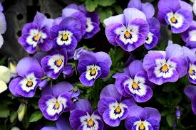 Purple Pansies Winter Flower Jigsaw Puzzle