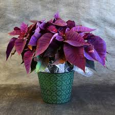 Purple Poinsettia Jigsaw Puzzle