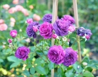 Purple Roses Beautiful Jigsaw Puzzle